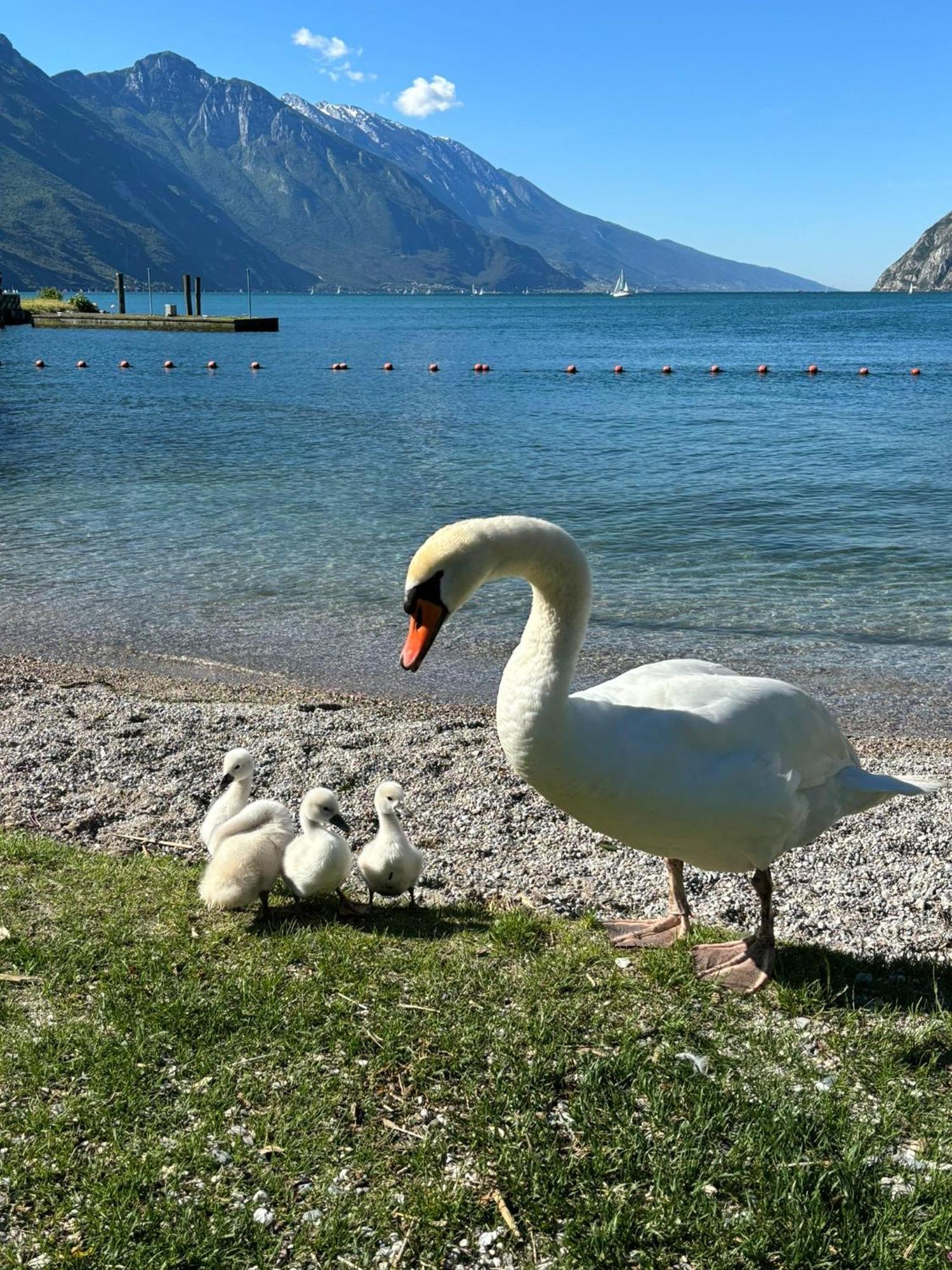 Garden & Pool Perugini Apartment Torbole Sul Garda Luaran gambar